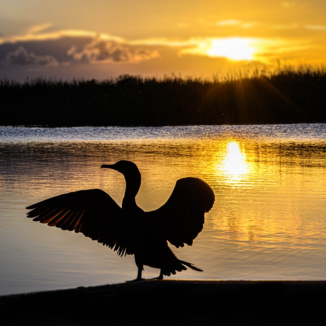 Seagull silhouetted against setting sun.